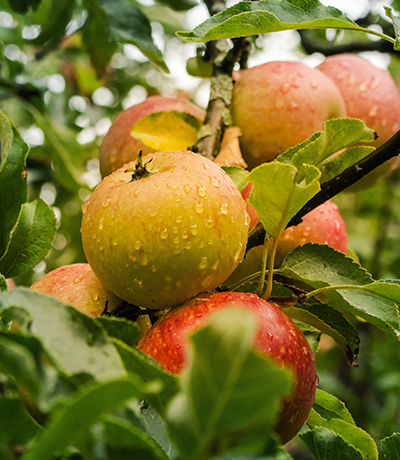 AppleTree