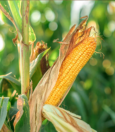 CornField
