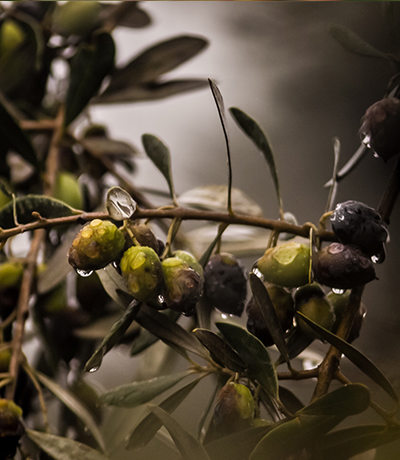 olive